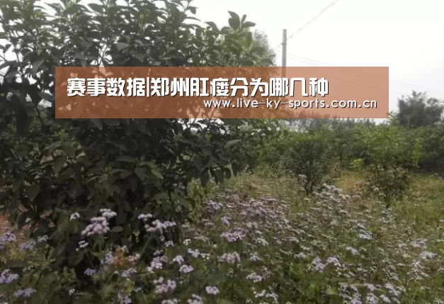 赛事数据|郑州肛瘘分为哪几种(图3) 开云官网